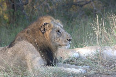 Afrika 'nın güneyindeki Kruger parkında aslan var.