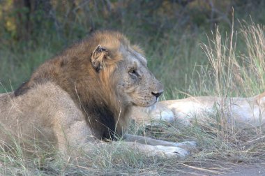 Aslan gölgede dinleniyor