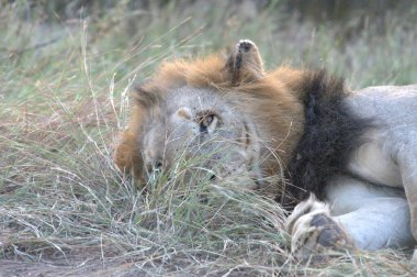 Aslan ovada yerde yatıyor.