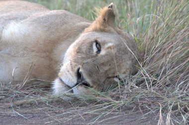 Aslan çimenlerde yatıyor.