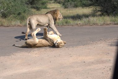Aslan ın kruger national park, Güney Afrika