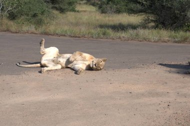 Güney Afrika 'daki Kruger Ulusal Parkı' nda aslan var.