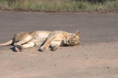 Kenya savanındaki aslan