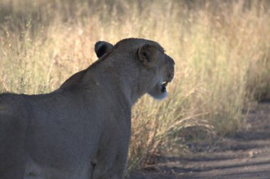 Kenya savanındaki aslan