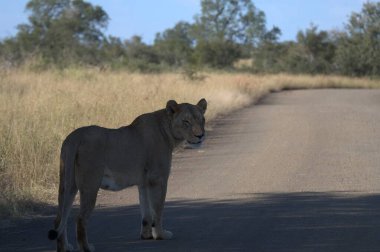 Güney Afrika, Kruger Park 'ta bir aslan..