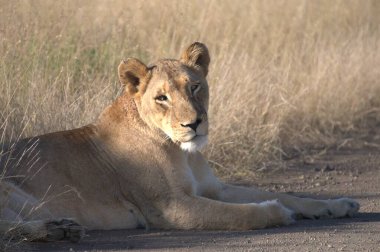 Güney Afrika 'daki Kruger Ulusal Parkı' nda aslan var.