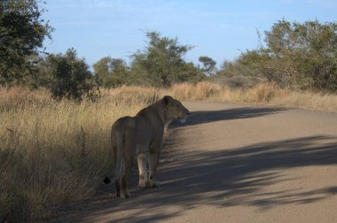 Namibya 'daki savanadaki Afrika aslanının güzel bir fotoğrafı.
