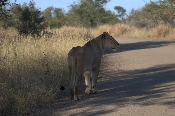 Bulanık bir arka planla savanada yürüyen bir kadının yakın plan fotoğrafı.