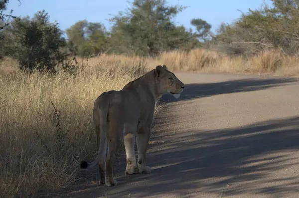 Güney Afrika 'daki Kruger parkında yürüyen bir aslan.
