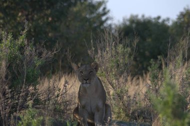 İsrail 'deki parkın savanasında dişi aslan.