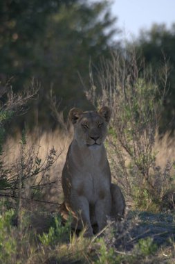 Güney Afrika 'daki Kruger Ulusal Parkı' nda Aslan