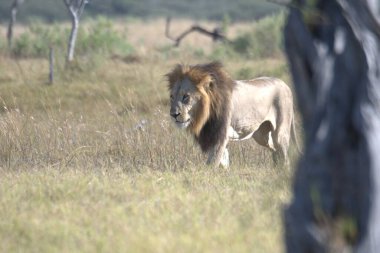 Aslan vahşi Afrika 'da