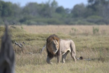 Afrika 'nın bozkırındaki aslan