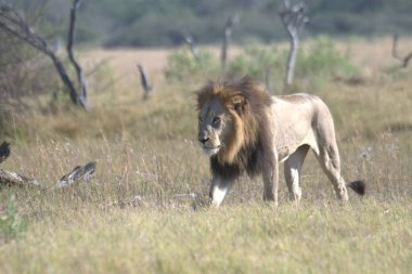 Afrika 'nın bozkırındaki aslan