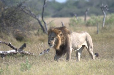 Kenya savanındaki aslan