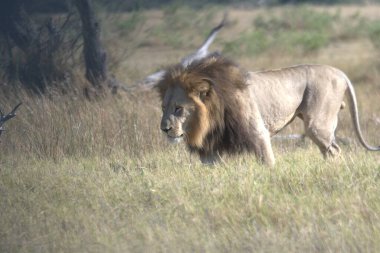 Afrika 'nın vahşi aslanı