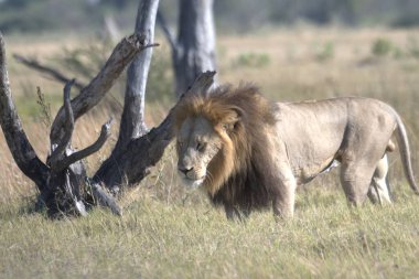 Kenya bozkırında aslan erkek.