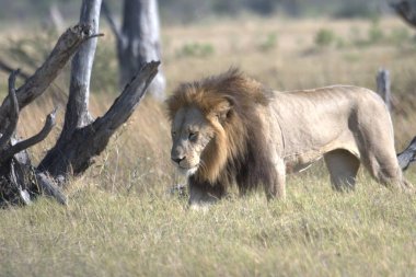 Güney Afrika 'daki Kruger parkında yürüyen bir aslan.