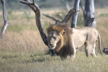 Kruger Park, Güney Afrika 'daki erkek aslan..
