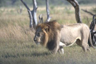 Aslan vahşi Afrika 'da