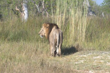 Parktaki ağaçların altında gündüz vakti duran bir aslanın yakın plan çekimi.