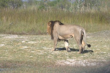 Afrika aslanı Kruger parkında, Güney Afrika
