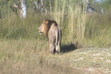 Afrika 'nın bozkırındaki aslan