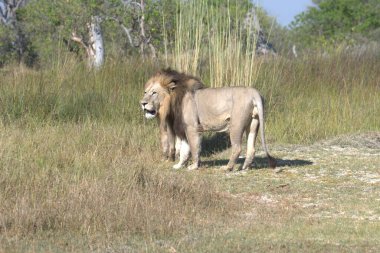 Kruger Park 'taki Afrika fili