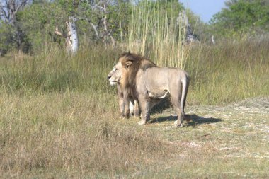 Namibya bozkırında bir aslan