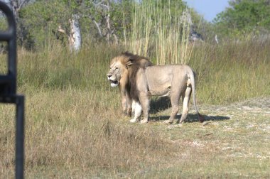 Afrika vahşi aslanı savanada yürüyor.