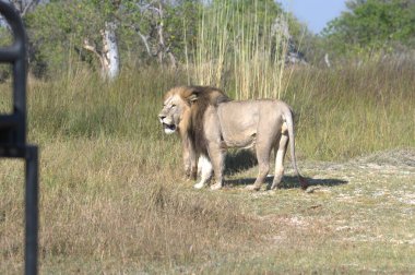 Kenya 'daki Afrika savanasında vahşi hayvanlar.