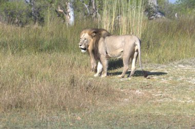 Savananın ortasında, Kenya bozkırında bir aslan.