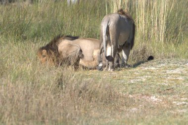 Vahşi hayvanlar, seçici odaklanma