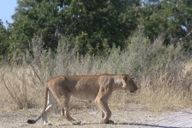 Etoşa 'daki vahşi aslan.
