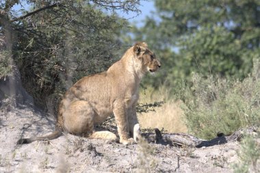 Zimbabwe savanındaki aslan.