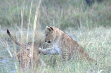 Bebekli aslan yavrusu.