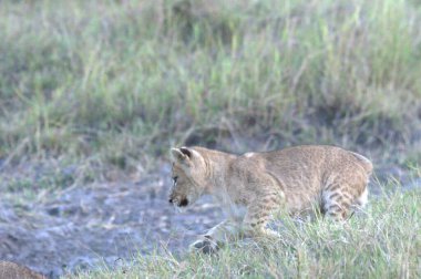Çita yavrusu çimlerde