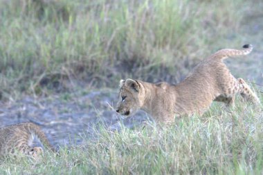 Savanadaki genç aslanlar