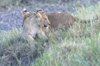 Kenya savanındaki aslan