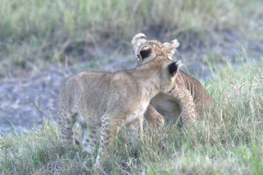 Afrika bozkırında vahşi bir aslan