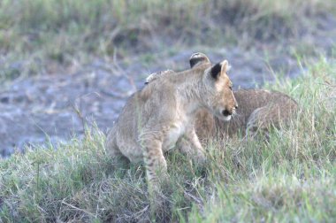 Tanzanya 'daki savanda aslanlar