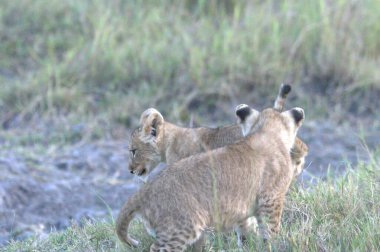 Aslanlar Panthera Leo 'dur.