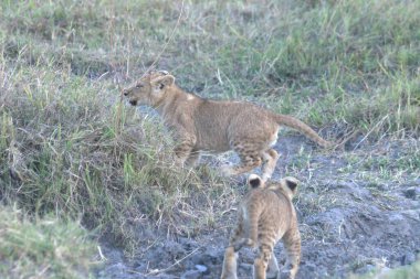 Aslan yavrusu masai oyun parkında oynuyor.