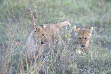Güney Afrika 'daki Kruger Ulusal Parkı' nda aslan yavruları.