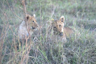 Çimenlerdeki aslan yavrusu