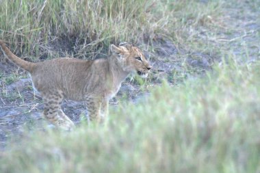 Afrika 'nın bozkırındaki aslan
