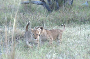 Afrika 'nın bozkırındaki aslan