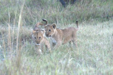 Afrika savanındaki aslan yavruları ve yavruları