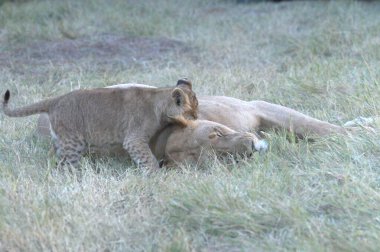 Savannah dişi aslan