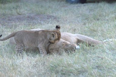 Afrika 'da aslan yavrusu